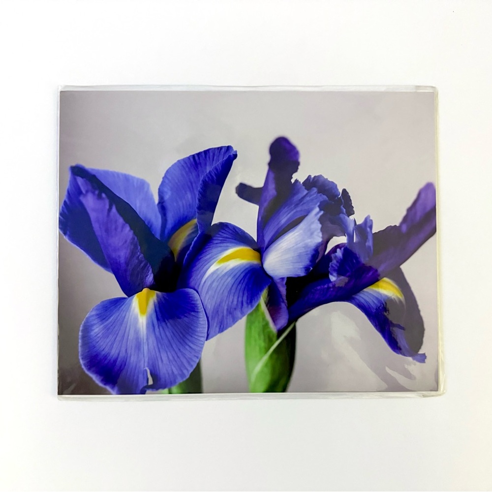 8x10 Purple and Yellow Iris Print